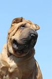 SHAR-PEI 572